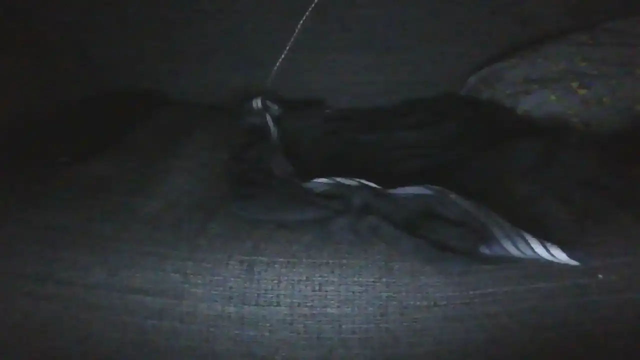 Elenaink24 – Cam4 Video Stream Recording – 2026-04-25 20:55:47